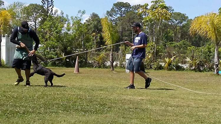 Belgian Malinois being Trained by Homeland K9 Crew