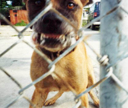 Angry Dog Guarding Fence for Customers Business